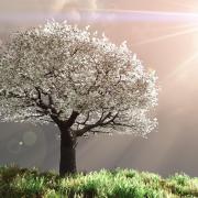 Prunus blanc en fleur.